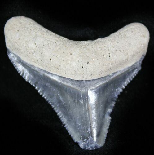 Bone Valley Megalodon Tooth #22922